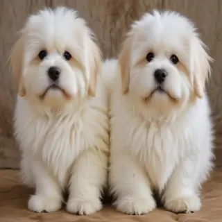 ragamuffin breed