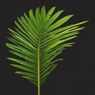 palm tree leaf png