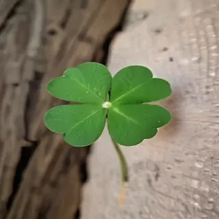 4 leaf clover