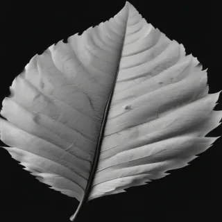 leaf white and black