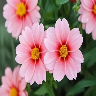 cute flower wallpaper
