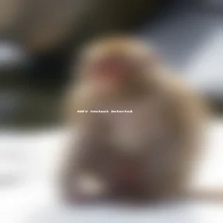 snow monkey