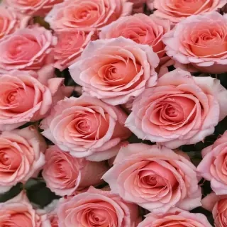 full screen rose wallpaper hd
