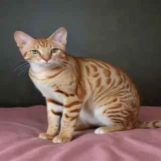 ocicat breed