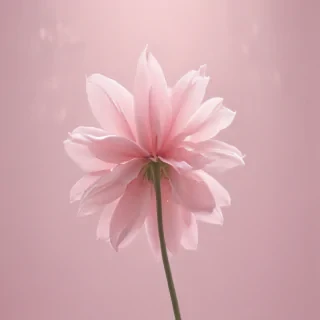 plain light pink