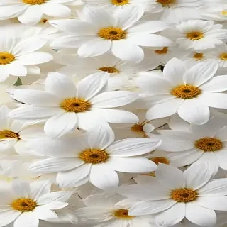 flower background white