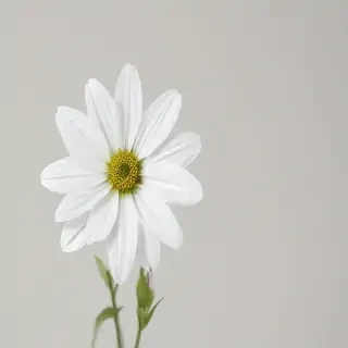 white flower transparent background