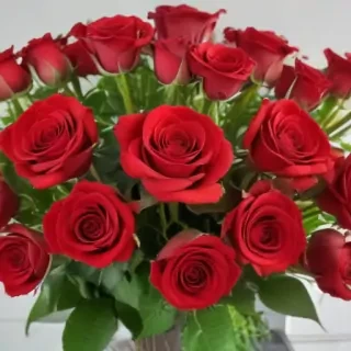 red roses aesthetic