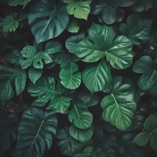 plants iphone wallpaper