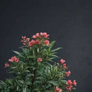 aesthetic minimalist wallpaper iphone