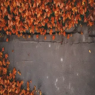 fall wallpaper iphone aesthetic